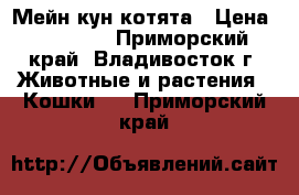 Мейн кун котята › Цена ­ 25 000 - Приморский край, Владивосток г. Животные и растения » Кошки   . Приморский край